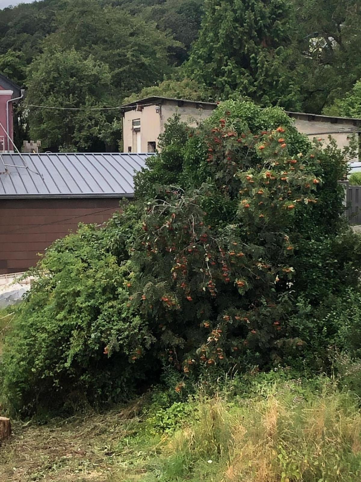 Neu Renovierte Wohnung In Alter Schule Hattgenstein Екстериор снимка