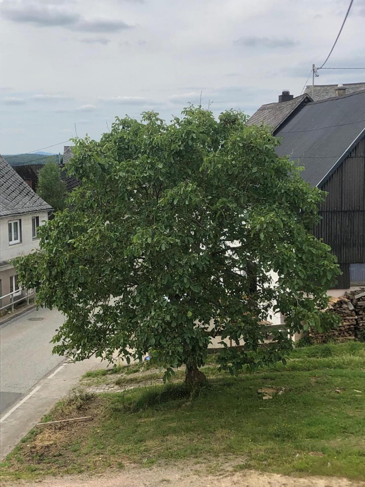Neu Renovierte Wohnung In Alter Schule Hattgenstein Екстериор снимка